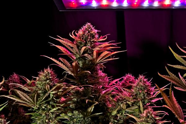 Cannabis Industry Image